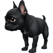 Solid black Frenchie pup  sticker