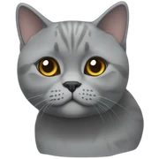 grey British shorthair sticker