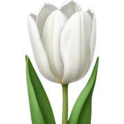 White tulips  sticker