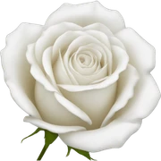 white rose sticker