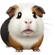 Guinea pig  sticker