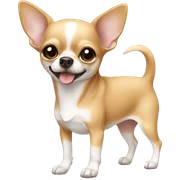 Chihuahua sticker