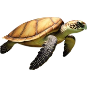 Sea turtle sticker