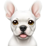 White Frenchie sticker