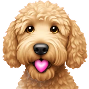golden doodle with pink heart sticker