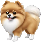 Pomeranian negro con pecho blanco sticker