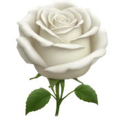 Beautiful white rose sticker