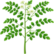 Moringa plant  sticker