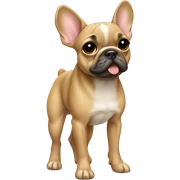 Fawn frenchie standing sticker