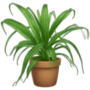 Spider Plant sticker