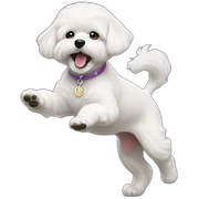 bichon dancing sticker