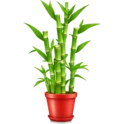lucky bamboo in red pot sticker
