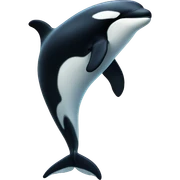 killer whale sticker