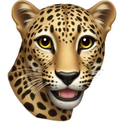 Leopard  sticker