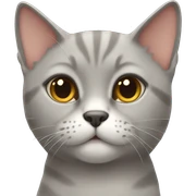 britiah short hair cat  sticker