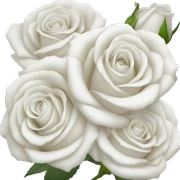 Roses white  sticker