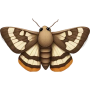 Moth sticker