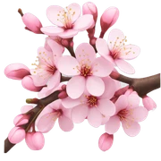 Cherry blossom sticker