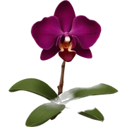 Burgundy orchid  sticker