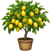 Lemon tree sticker