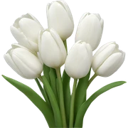 White tulips  sticker