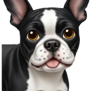 Boston terrier  sticker