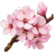 Cherry blossoms  sticker