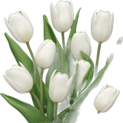 white tulips  sticker