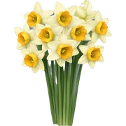 Pretty bouquet of narcissuses  sticker
