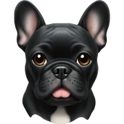 black french bulldog  sticker