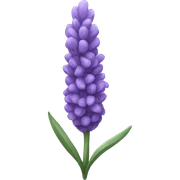 Lavender  sticker