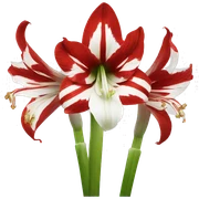 Red and white amaryllis sticker