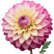 dahlia  sticker