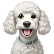 White poodle sticker
