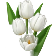 White tulip sticker