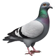 pigeon-pigeon-pigeon sticker