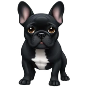 black french bulldog  sticker