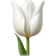 White tulip flower sticker