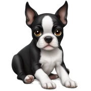 Boston terrier puppy laying sticker