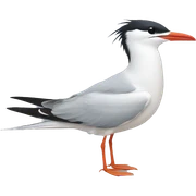 Tern sticker