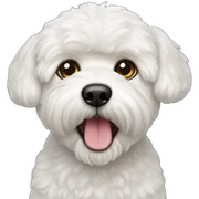 Bichon maltes sticker