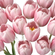 soft pink tulips sticker