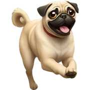 Pug runing  sticker