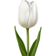 White tulipa sticker