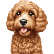 cavapoo sticker
