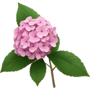 Pink hydrangea sticker