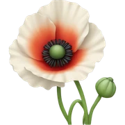 poppy flower  sticker