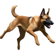 malinois jumping sticker