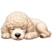 cream poodle sleeping sticker