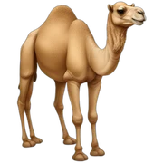 Camel sticker